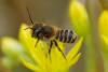 Megachile sp.